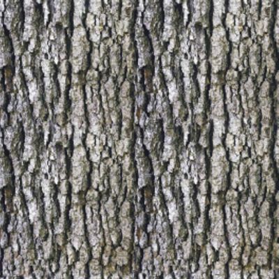 bark
